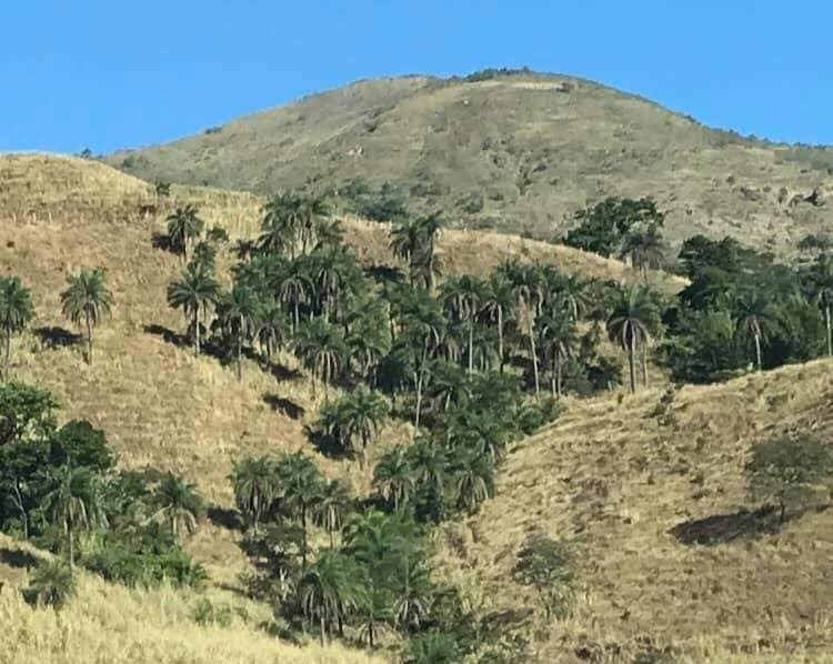 Patys que resistem na subida da Serra de Miguel Pereira